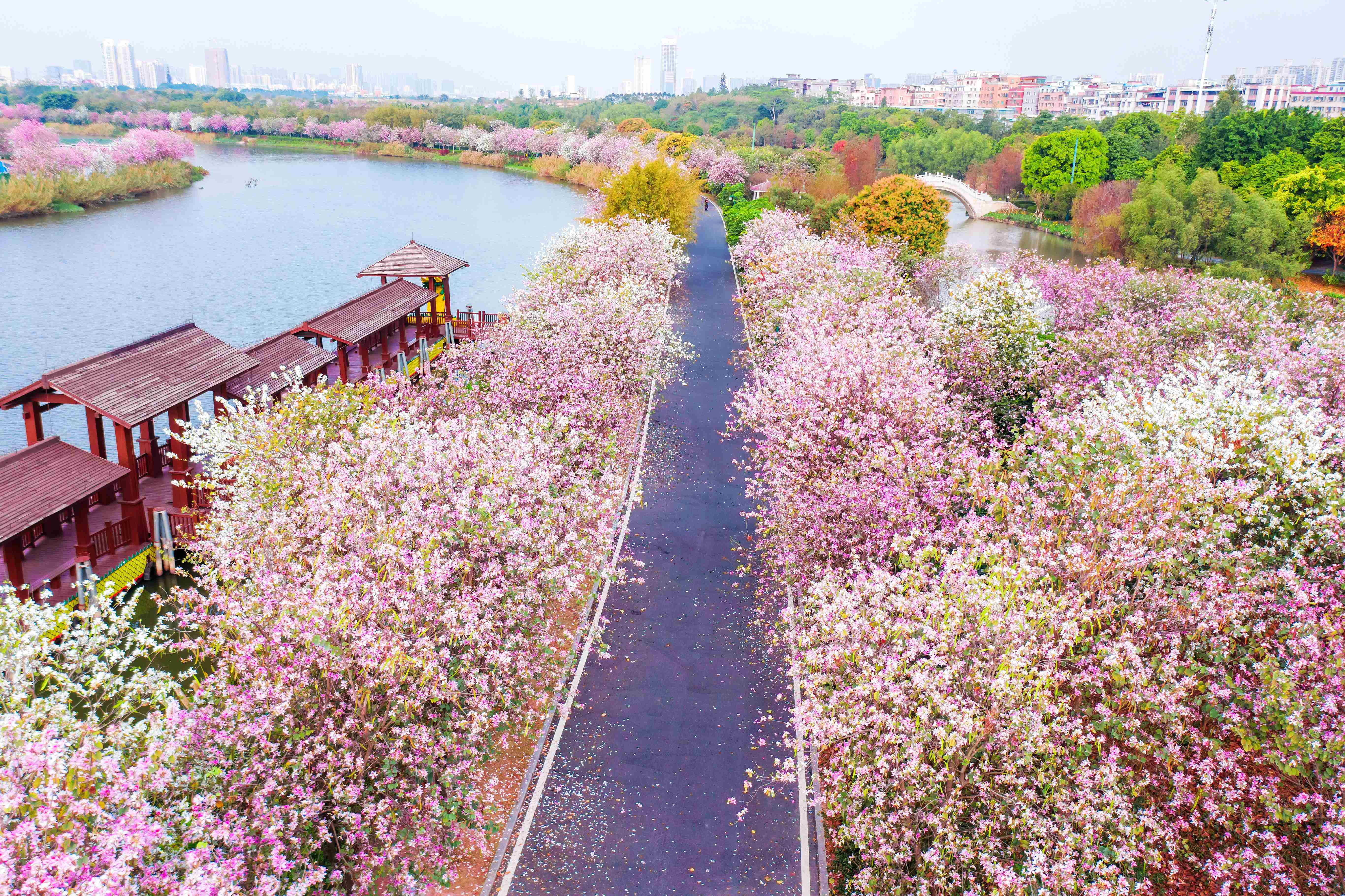 看,广州这个五彩斑斓的春天啊!