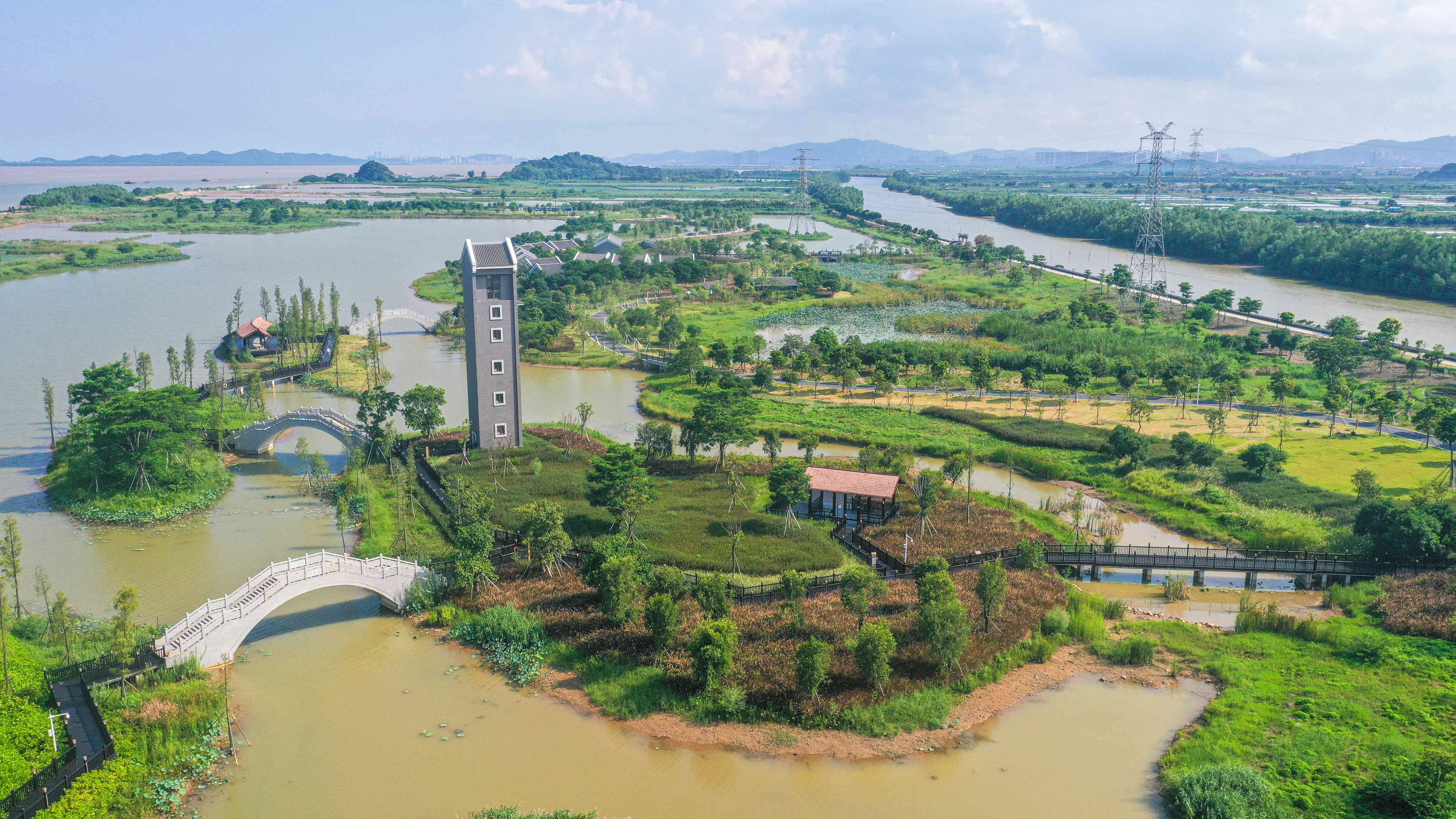 中山翠亨国家湿地公园开满狼尾草