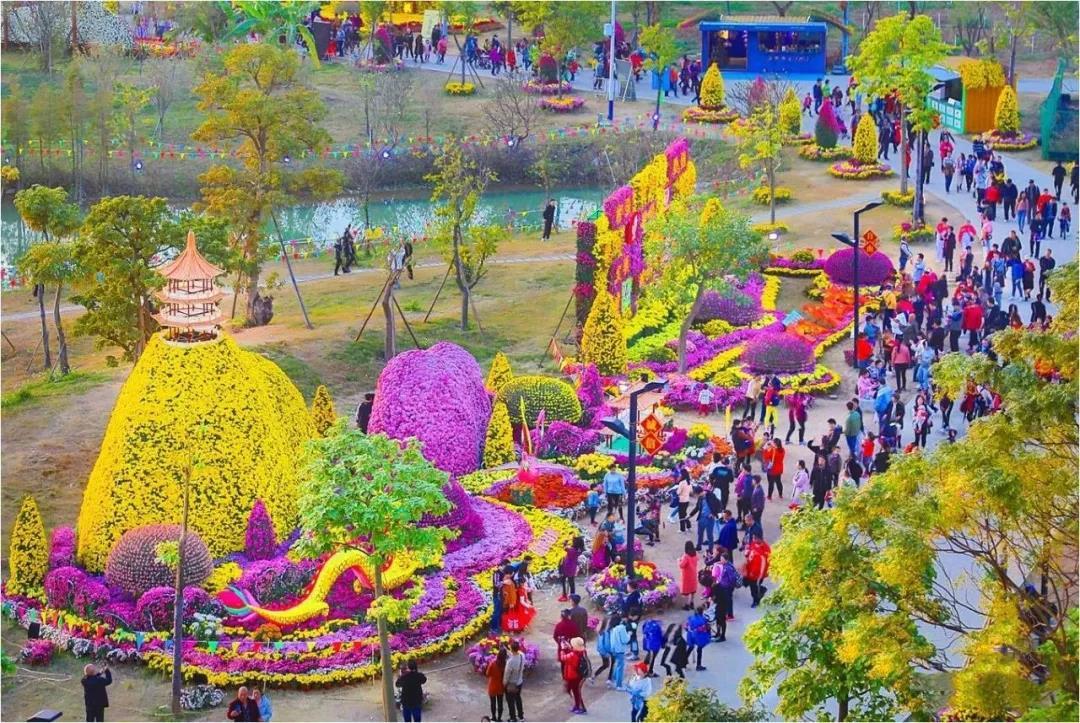 中山小榄菊花展2021图片
