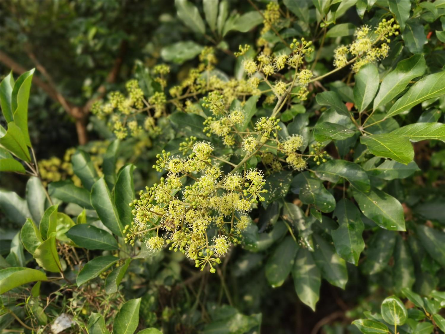 鹅掌柴 花开遍野