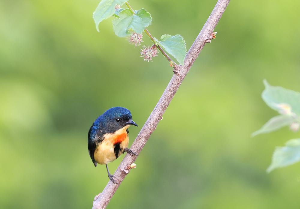 红胸啄花鸟 拍摄 朱永亨.png