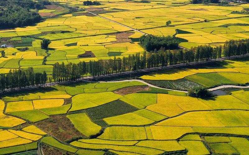 O Shixing em Shaoguan viu uma colheita de arroz com pára
