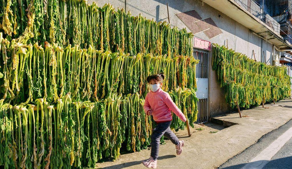 梅州蕉岭：闲田种芥菜