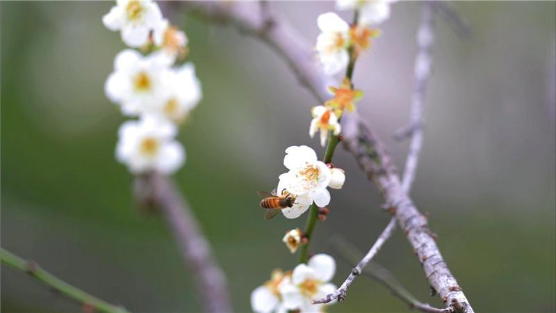 梅花盛放，吸引来了可爱的小蜜蜂。（摄影：孙俊军）