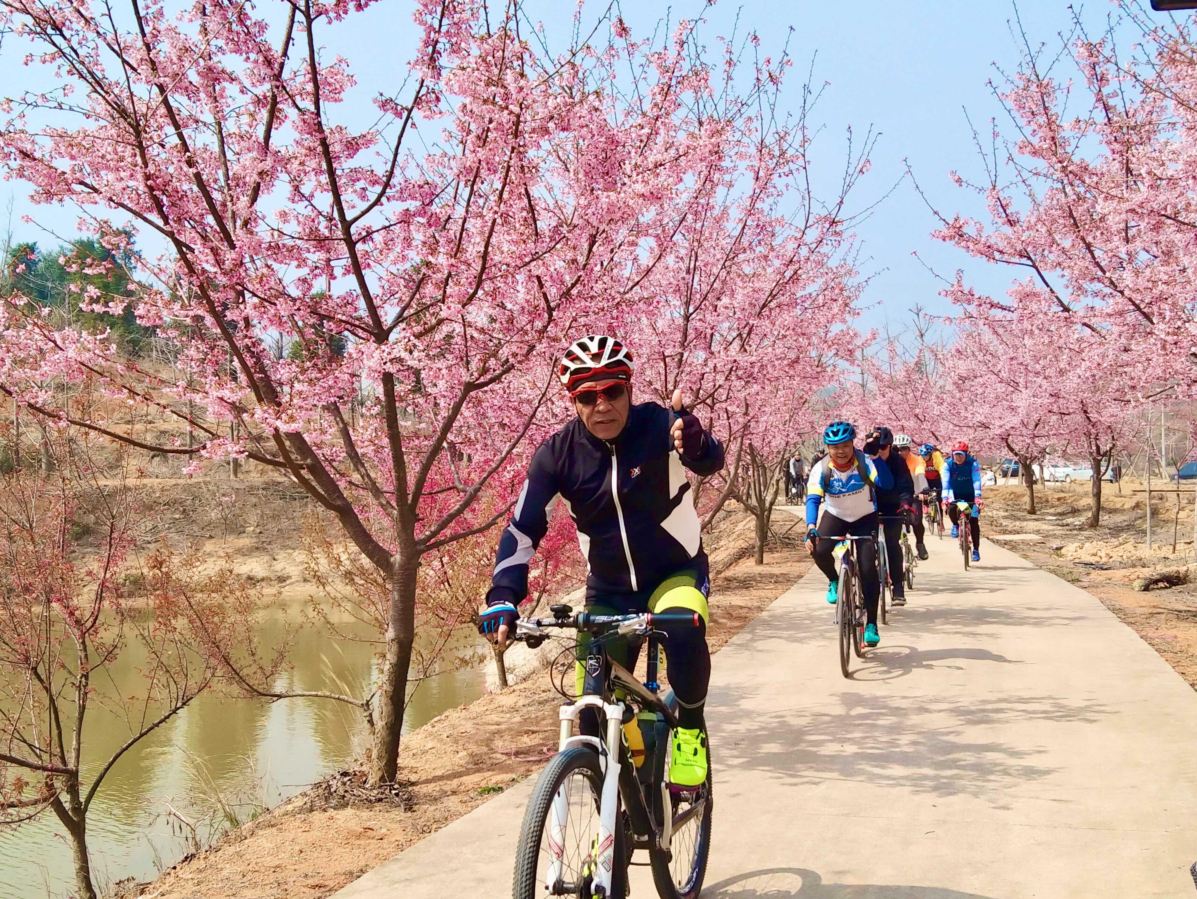 骑行爱好者穿梭在粉色樱花中，感受沿途自然风光之美。（来源：南雄市融媒体中心）