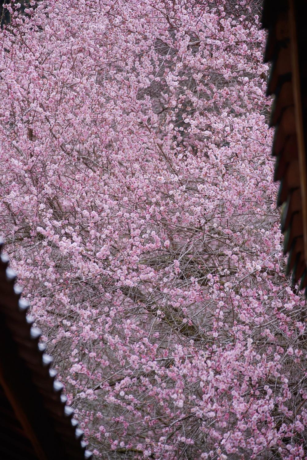 高涧观音宫门前，溪水边盛放的梅树别有一番韵味。（摄影：何森垚）