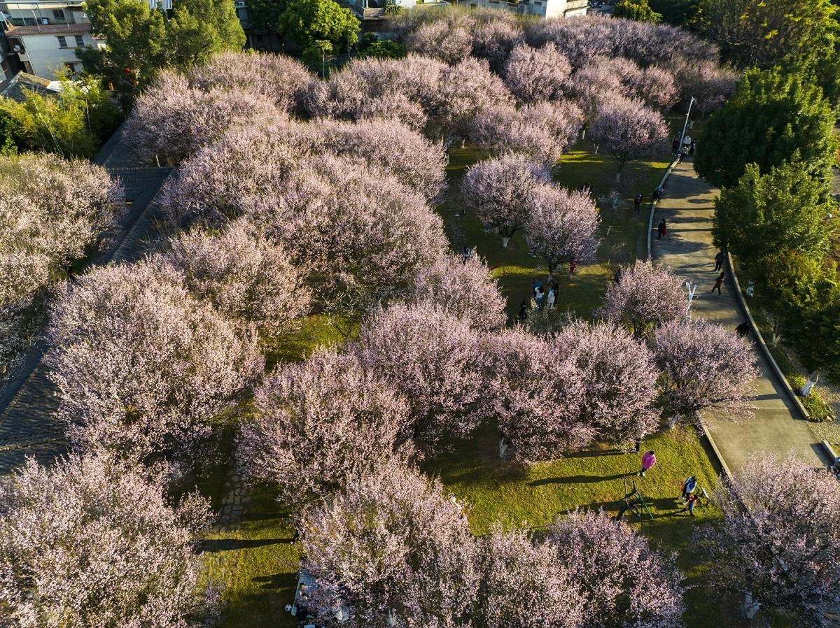 客家公园的梅花盛开，形成一片粉色的海洋。（摄影：何森垚）