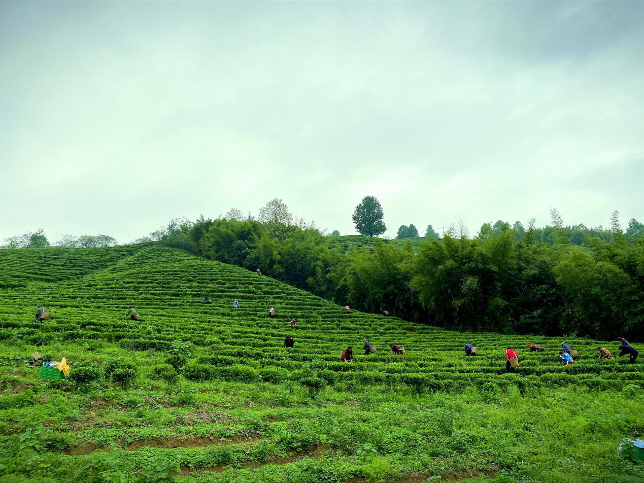 Tea farmers of Lechang, Shaoguan busy picking tea leaves in the spring tea