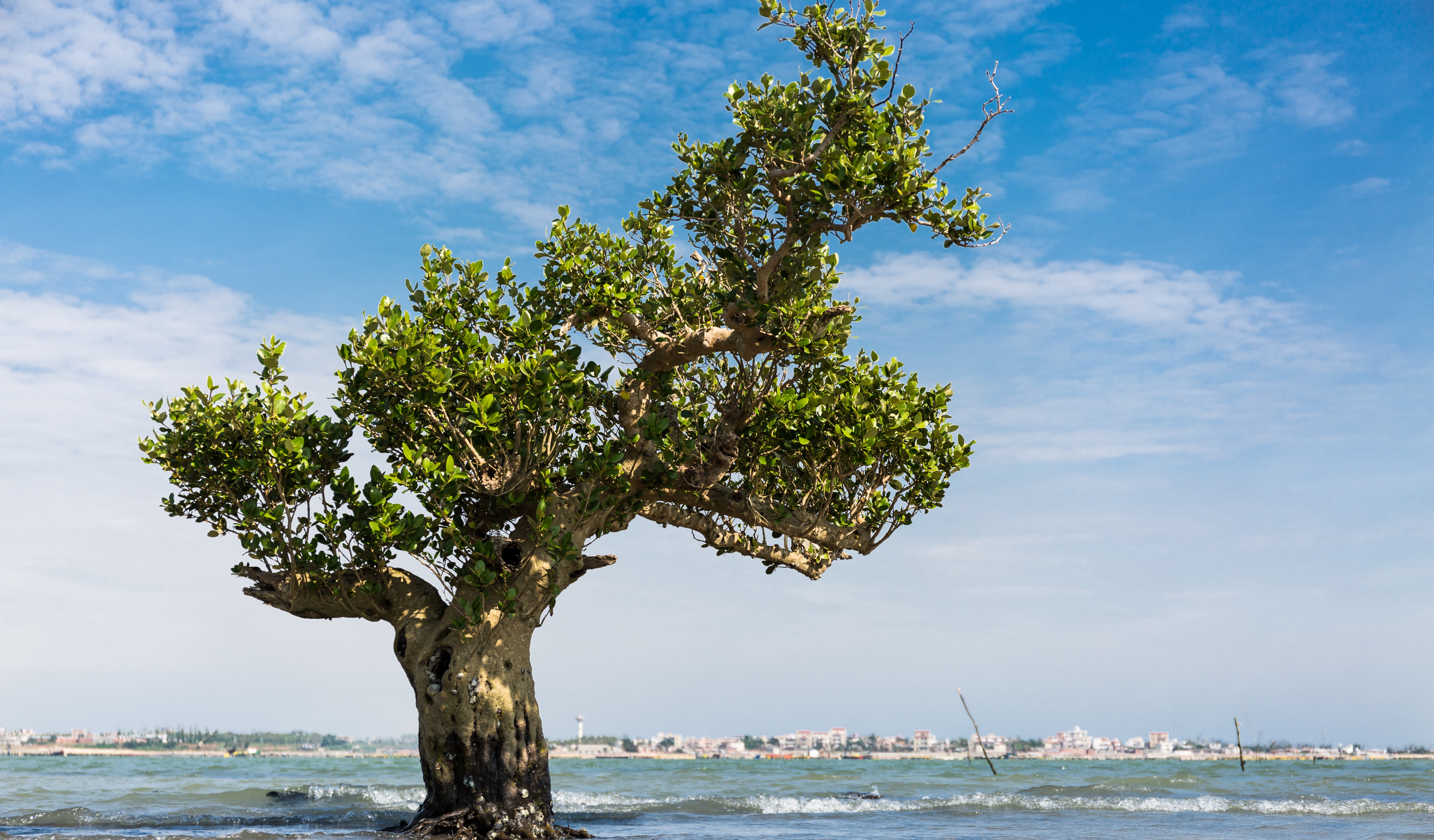 Guangdong plans to cultivate 2,600 hectares of mangroves