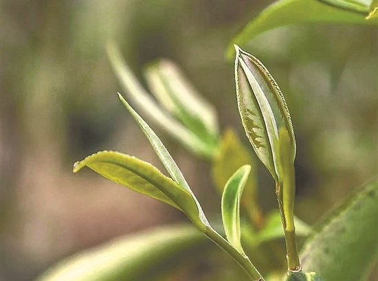 南昆山毛茶：群众增收“金叶子” 茶旅融合促发展