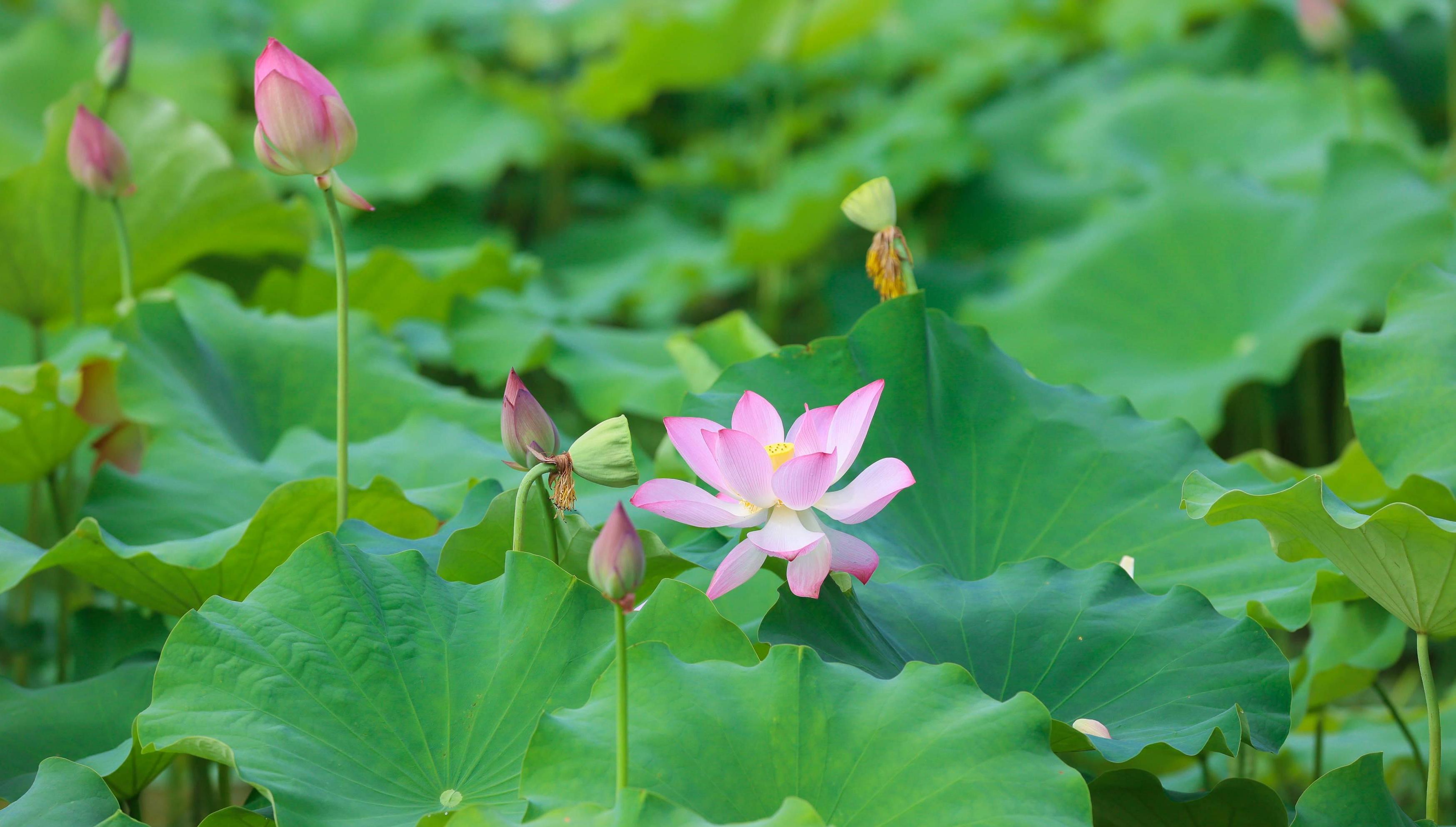Liannan, Qingyuan: Lotus flowers appear even more delicate in the swaying lotus leaves
