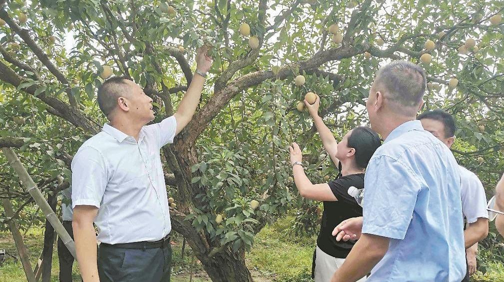 韶关乐昌黄金柰李种植基地开园 “超级水果”引客来