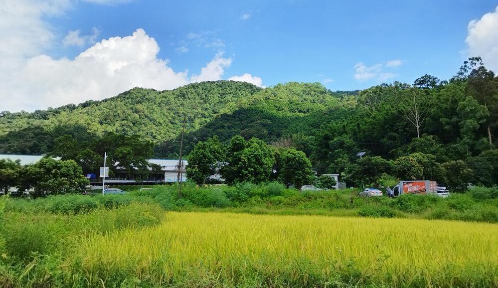 稻香四溢，啤酒美食……来广州白云赴一场夏日嘉年华