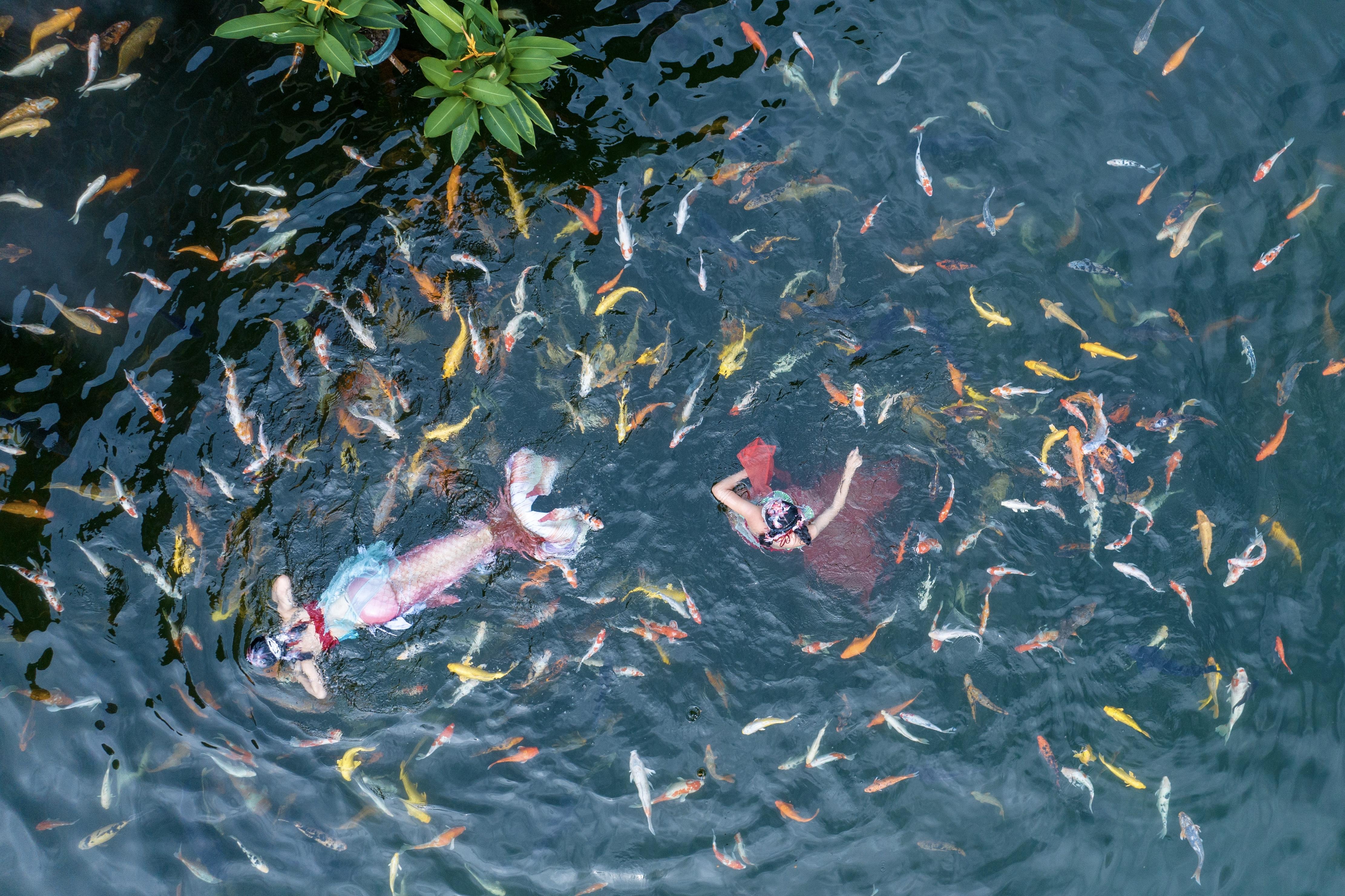 （新媒体 民生）锦鲤仙子花样浮泳，中秋节(17062345)-20240909123000.jpg