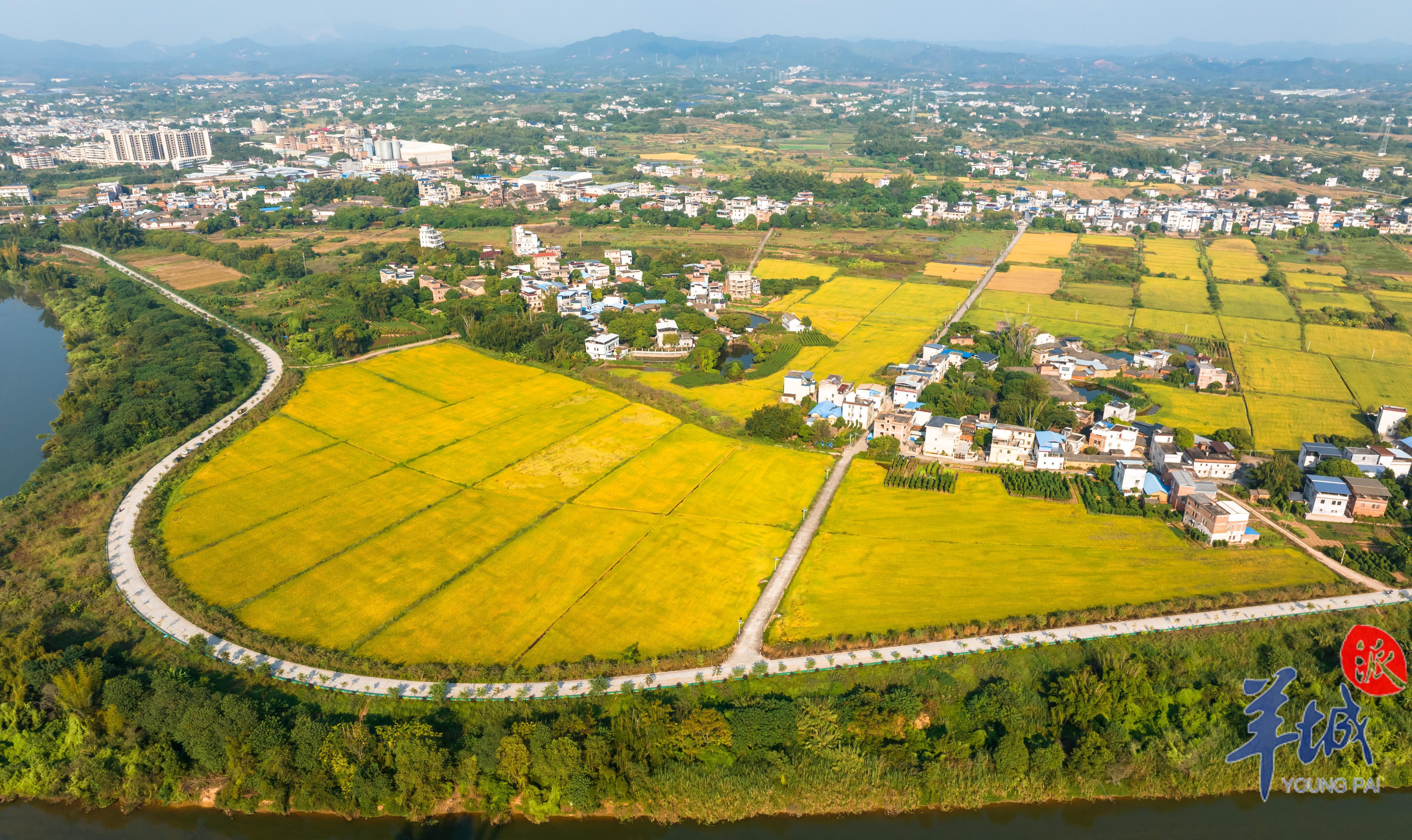 视频·大美岭南 | 梅州兴宁：春华秋实  回到家乡