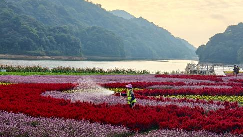 The mountains and plains are full of beautiful red leaves! The 22nd Red Leaf Festival opened at the Shimen National Forest Park