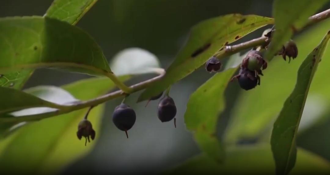 【大美广东】The fruits of Euryodendron excelsum are ripe, attracting birds to ...