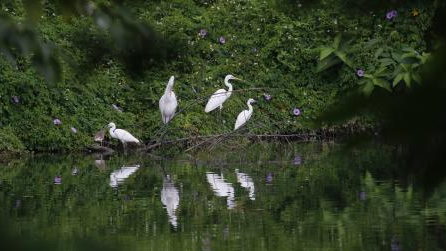 Vários caminhos verdes esperam por si para observar as aves no inverno!