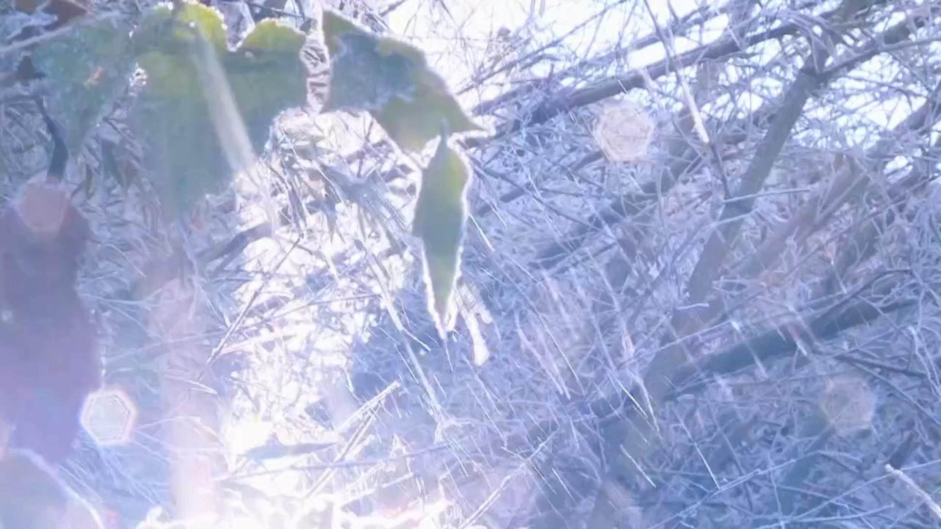 Guangdong's first icicles of 2025! The crystal-clear icicles adorn the mountains and forests, creating a picturesque scene