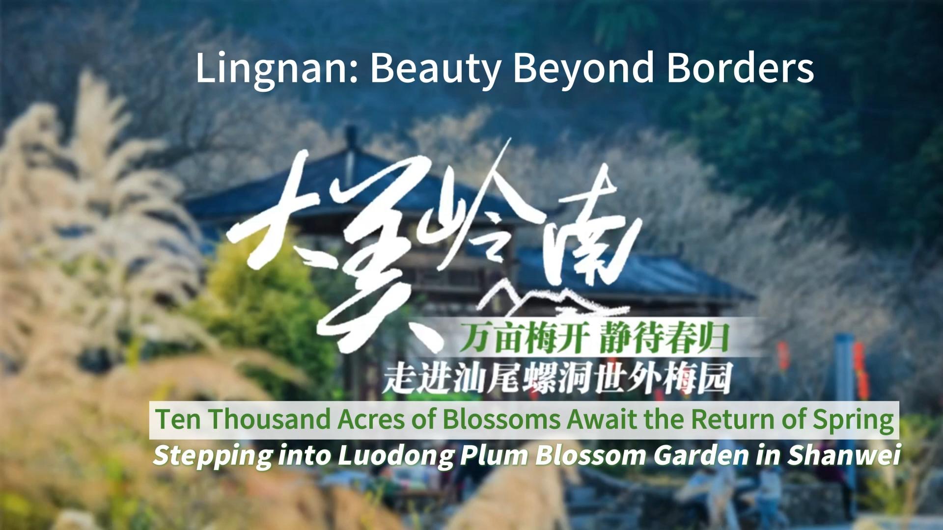 Lingnan: beleza para além das fronteiras | Jardim de ameixas em flor de Luodong em Shanwei: dez mil hectares de flores aguardam o regresso da primavera