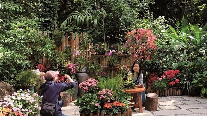 清雅兰花国色牡丹 华南国家植物园迎春主题花展展出