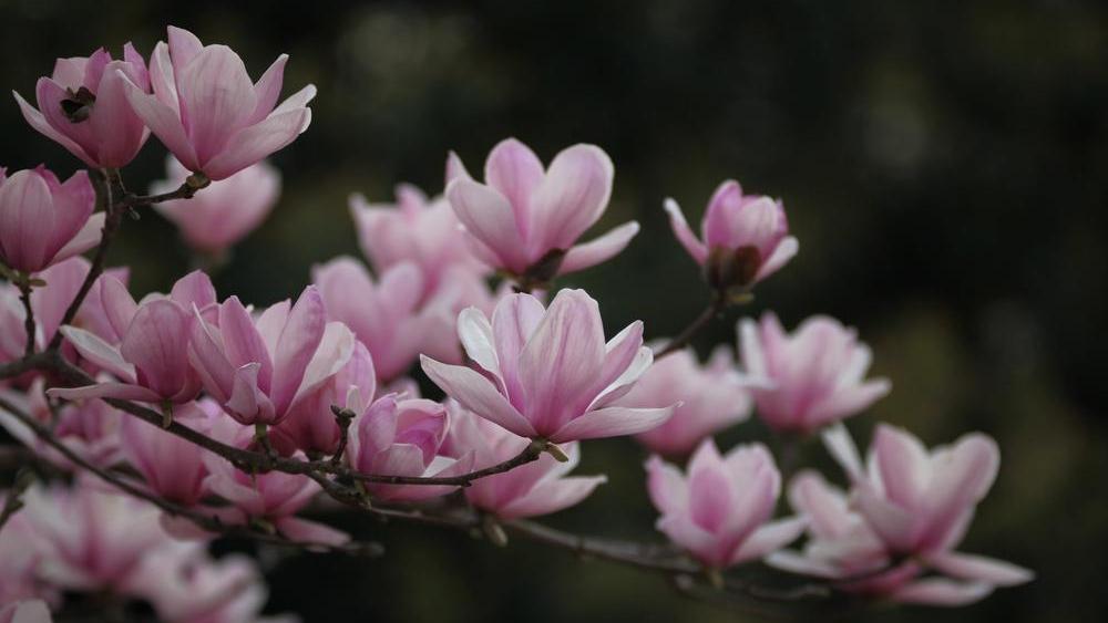 Comece a sua romântica viagem de início de primavera com as magnólias Yulan e as cerejeiras no Parque Florestal Nacional do Rio Liuxi