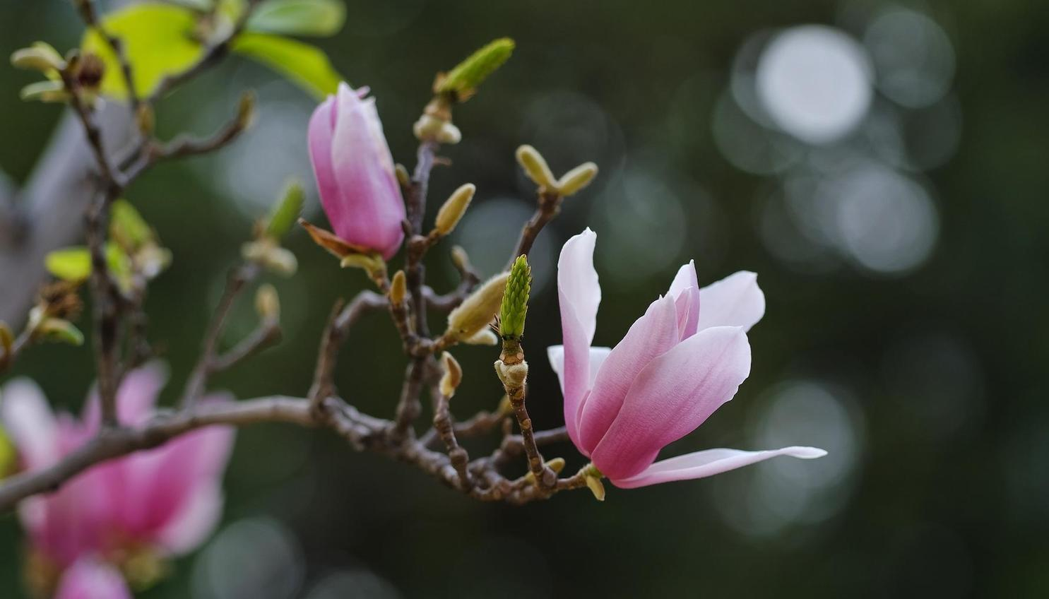 As magnólias roxas em flor encantam a cidade de Guangzhou