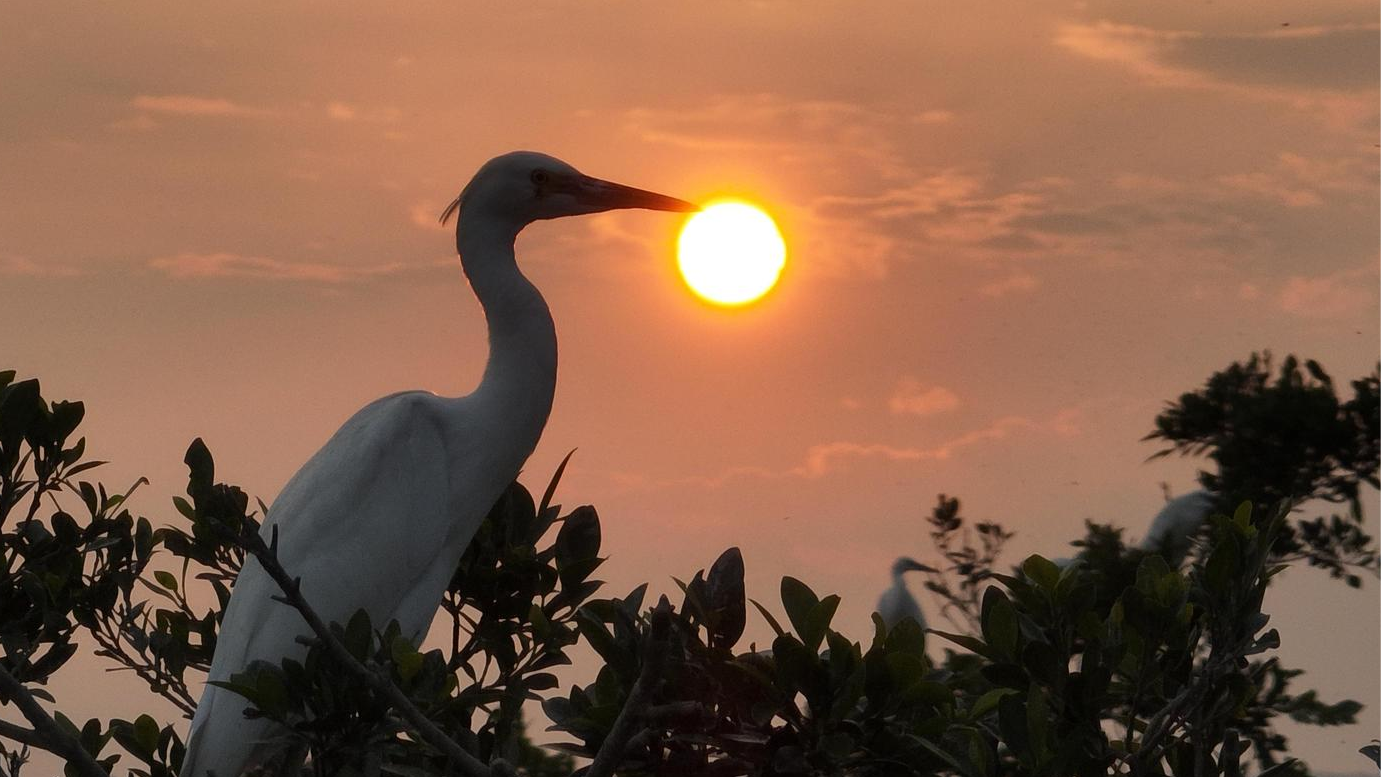 Let’s go to Gulao Water Town together to enjoy the sight of egrets flying together