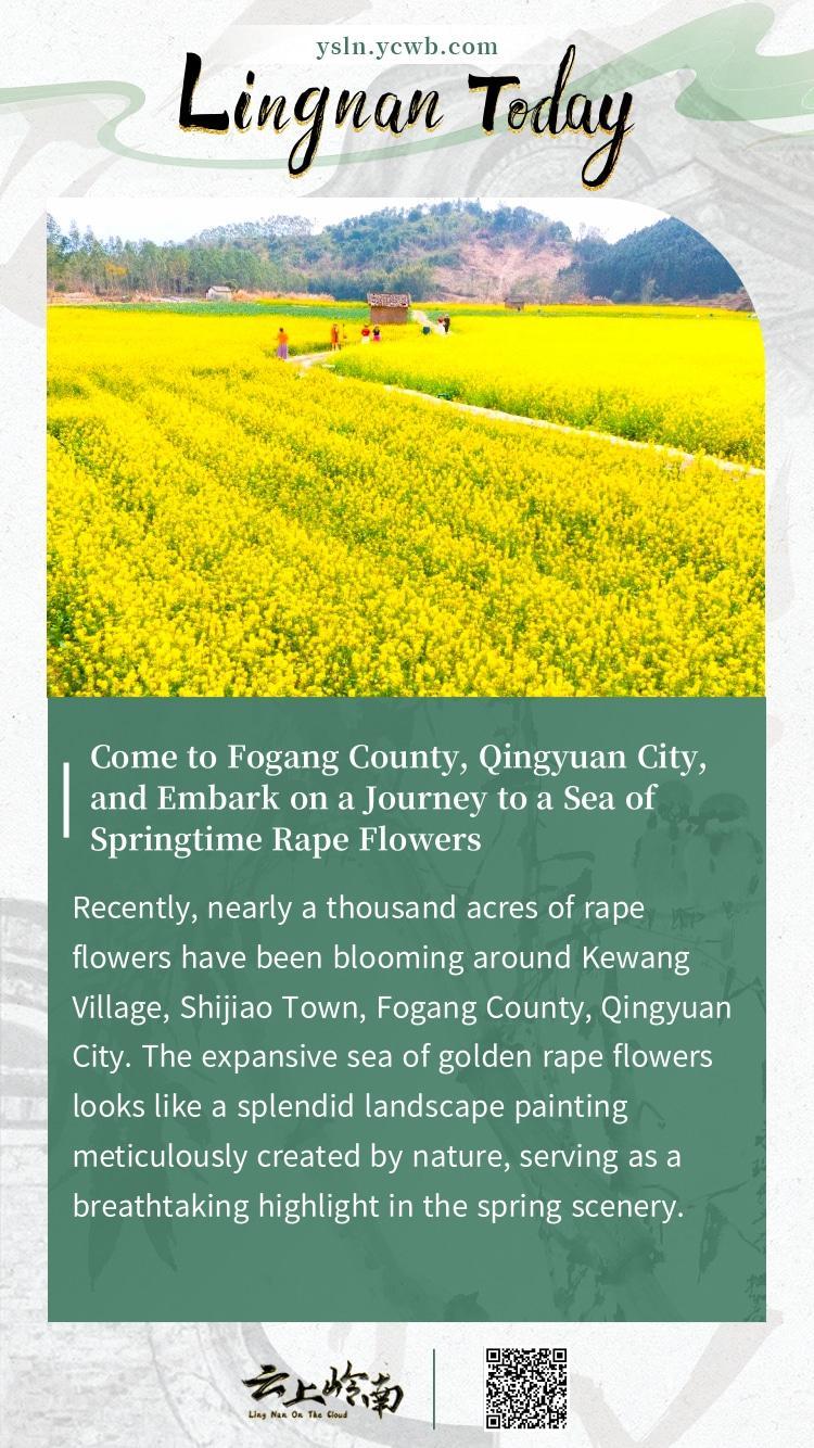 Poster丨Come to Fogang County, Qingyuan City, and Embark on a Journey to a Sea of Springtime Rape Flowers