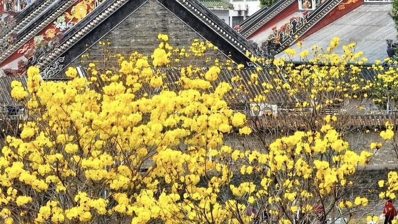 A Praça Leste do Salão Ancestral do Clã Chen, que tinha sido selada durante cerca de 10 anos, revelou a sua nova aparência