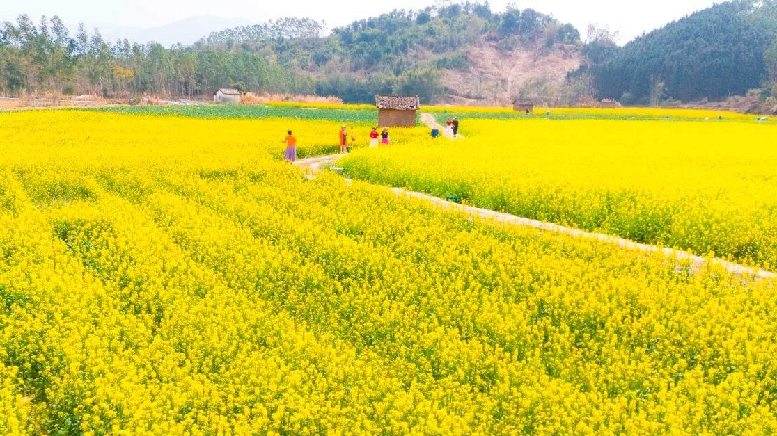 Venha ao condado de Fogang, cidade de Qingyuan, e embarque numa viagem a um mar de flores de colza primaveris