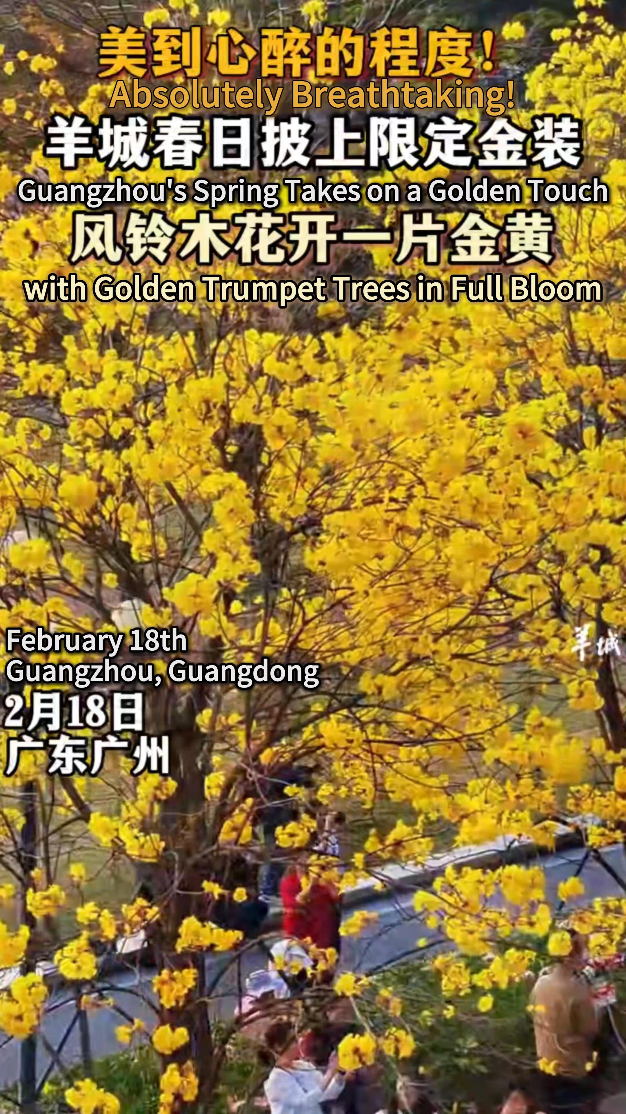 Guangzhou's Spring Takes on a Golden Touch with Golden Trumpet Trees in Full Bloom