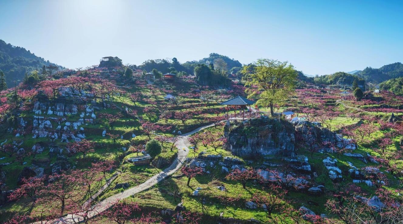 10 000 hectares de flores de pessegueiro em Heyuan Lianping celebram a chegada da primavera