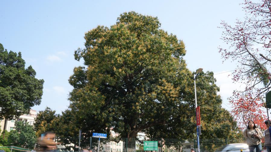 Pohon kuno berusia 300 tahun ini telah berbunga, tepatnya di Baiyun, Guangzhou.