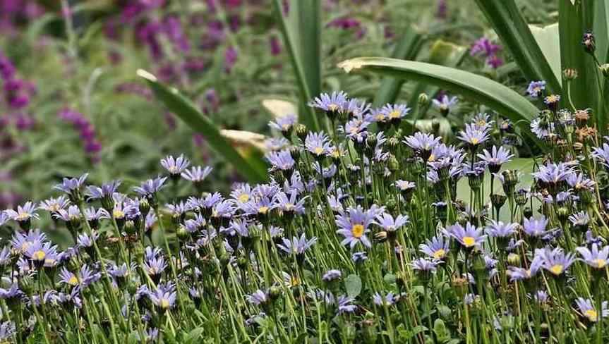 O Jardim Botânico de Yunluo acolhe o Festival da Vida Yun Luo 2025