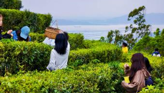 Lingnan: Beauty Beyond Borders |Go to the Tea Garden! Climb the Spring Mountain and Pick the Fresh Tea