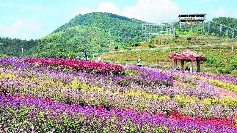 【名家·侯玉婷 梁星平】花海之恋——夏游怀集华辰玫瑰园