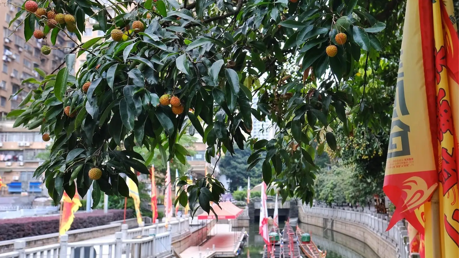 After 20 Years of Anticipation, Why Is the Return of Lychees to Lychee Bay So Thrilling？