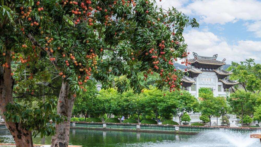 图集｜红云缀满枝头！宝墨园百树荔枝进入最佳赏味期