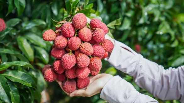 Api “Lichi” Menyala Penuh! Musim Pariwisata Budaya Lichi Zengcheng Guangzhou 2025 Resmi Dibuka