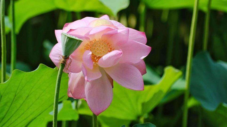 Lotus Kembar Terdapat di Danau Liwan, Guangzhou