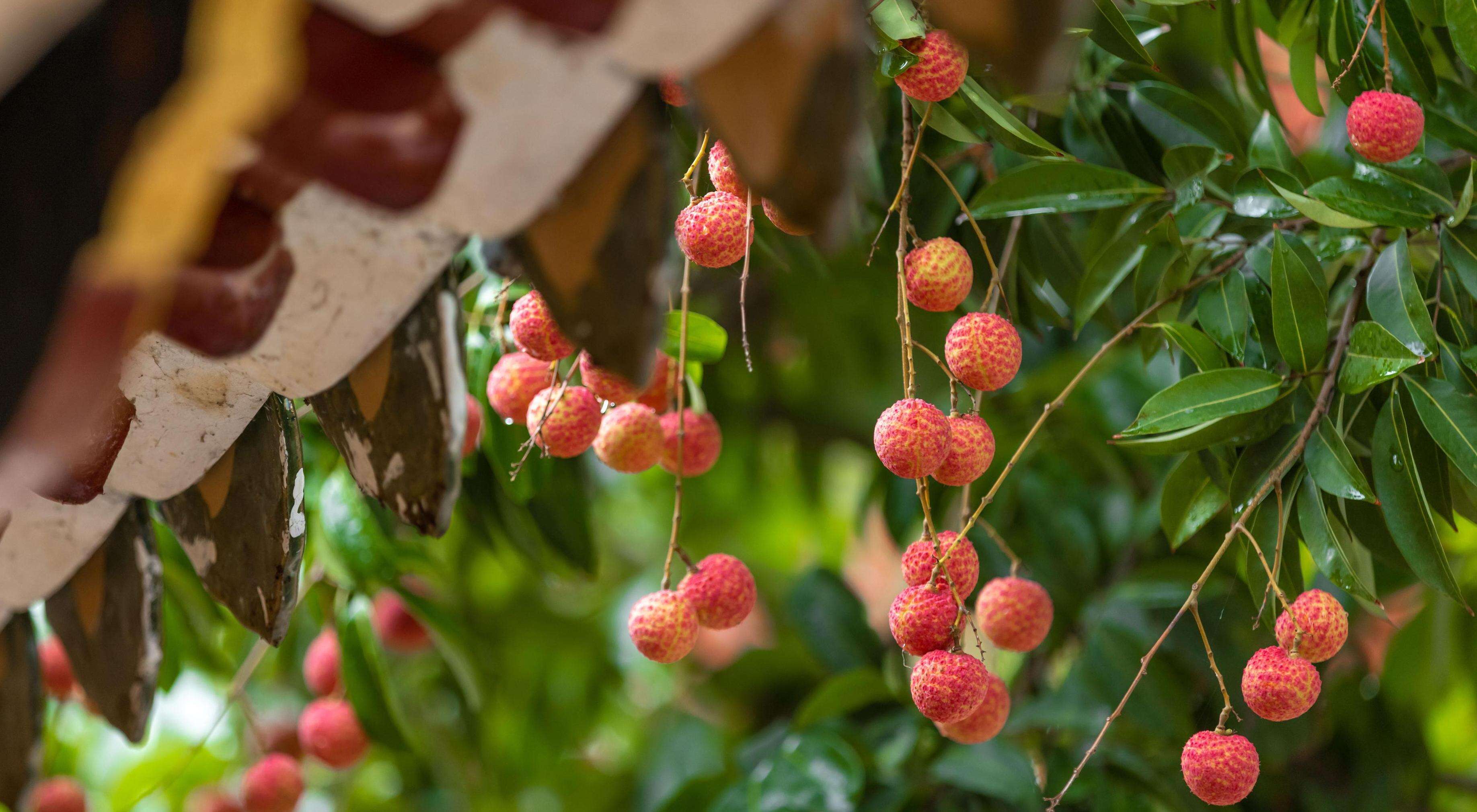 Baomo Garden's Lychees Reach Peak Flavor