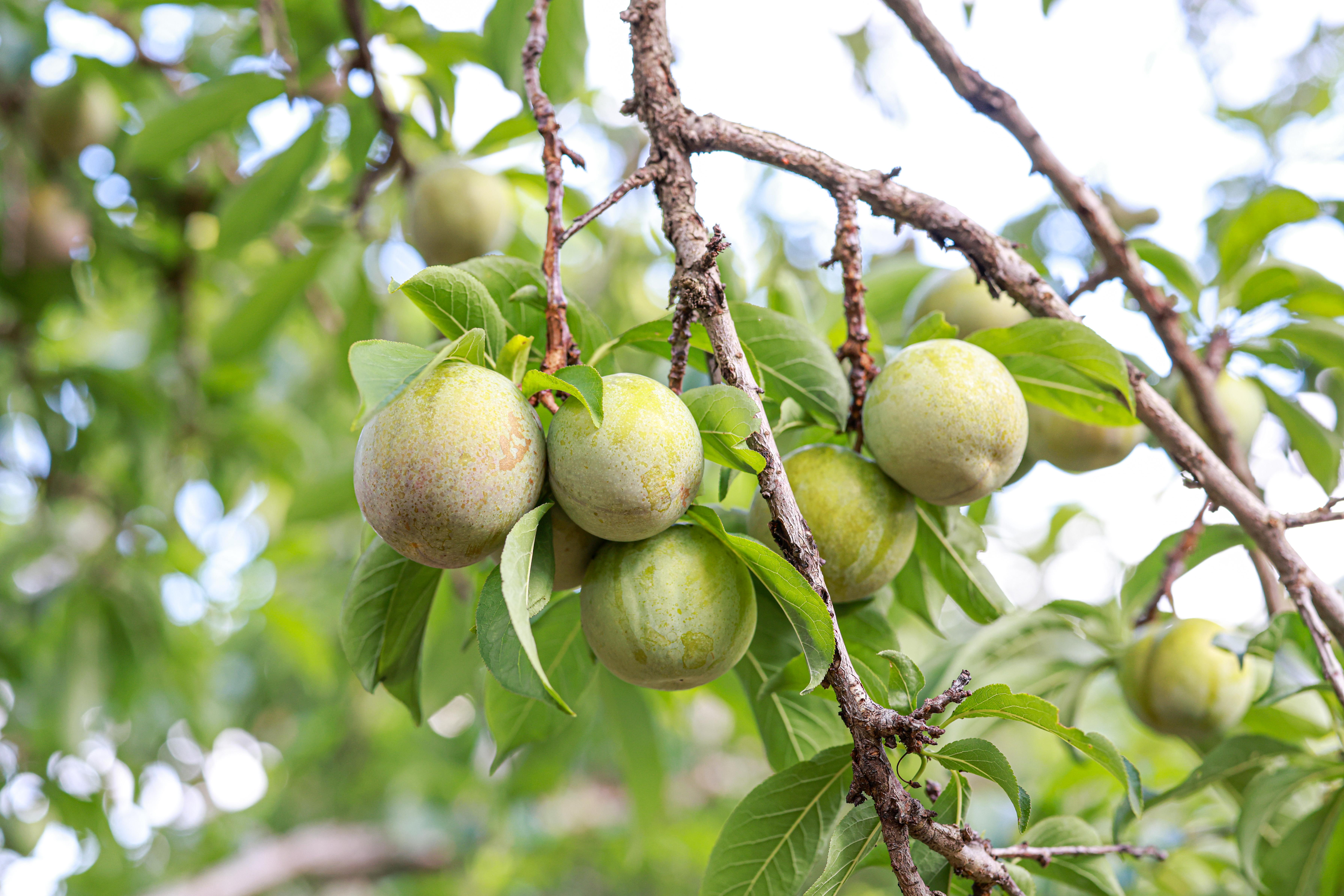 Sanhua plums fresh off the tree!