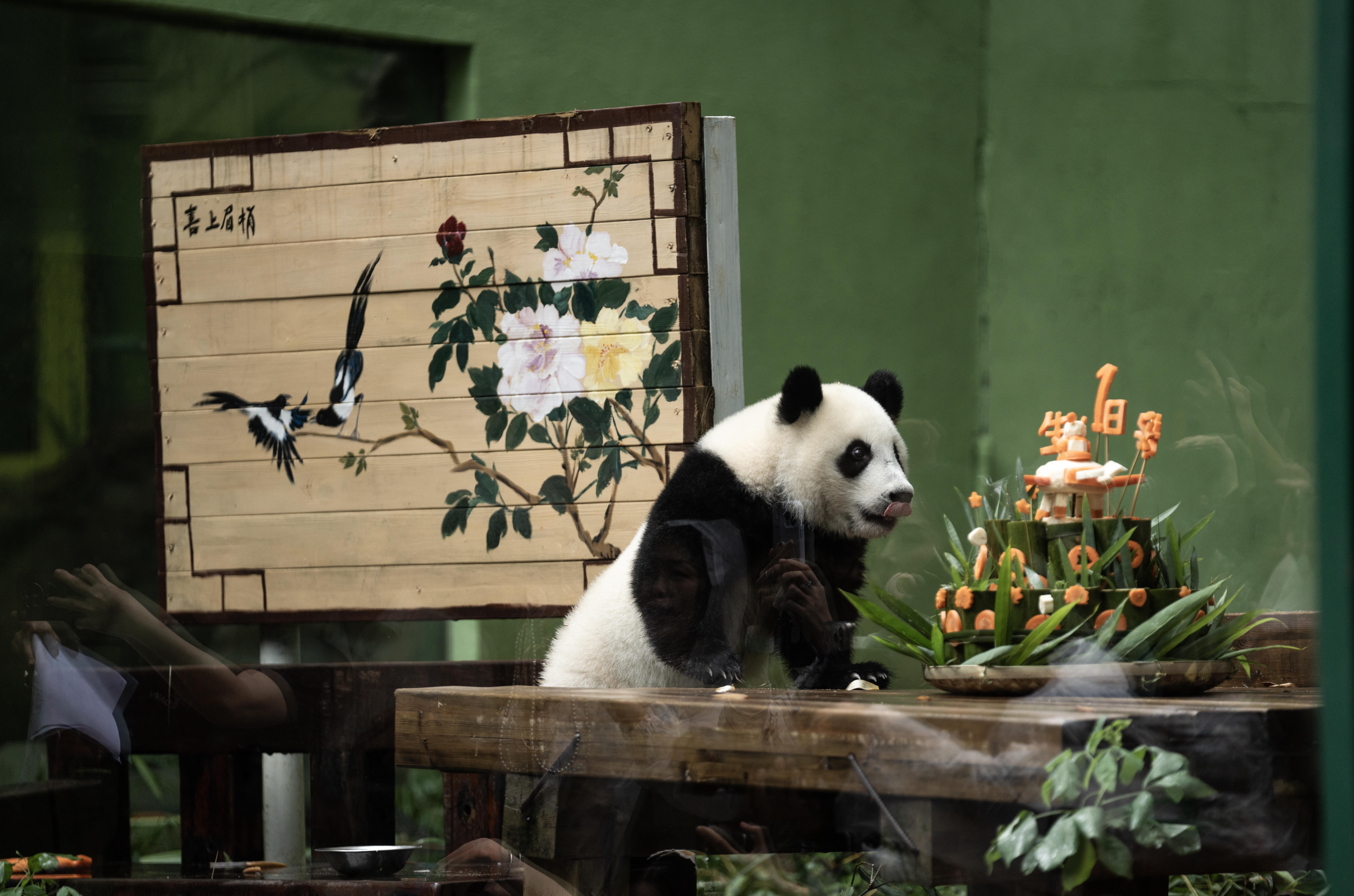 Guangzhou's giant panda 'Mei Zhu' celebrates her first birthday!