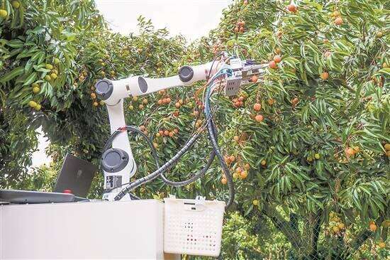 Robots power every step of Guangdong's lychee harvest