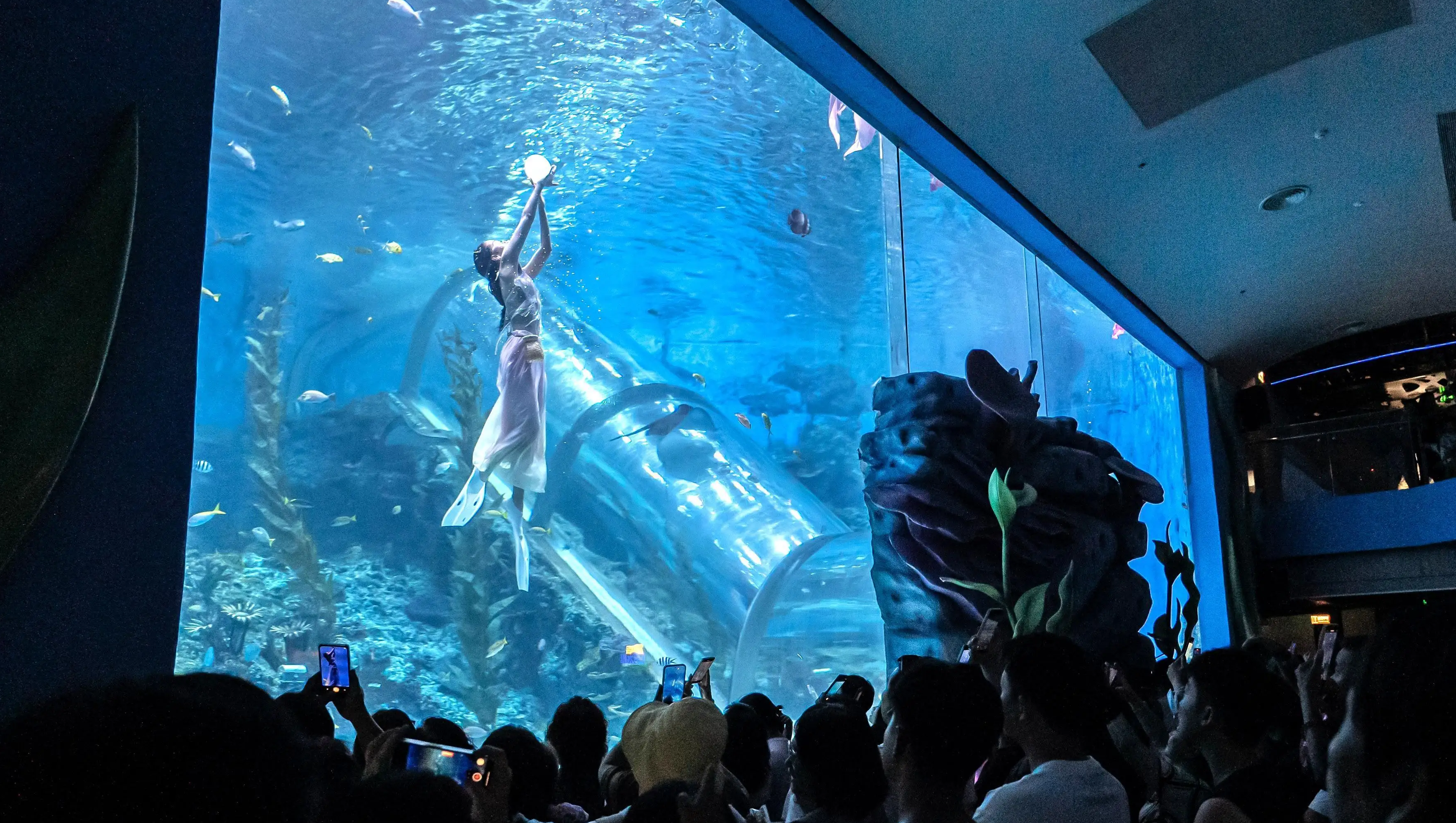 Leões marinhos apreciam bolo, golfinhos saltam alto! O Guangzhou Ocean World celebra o seu primeiro aniversário