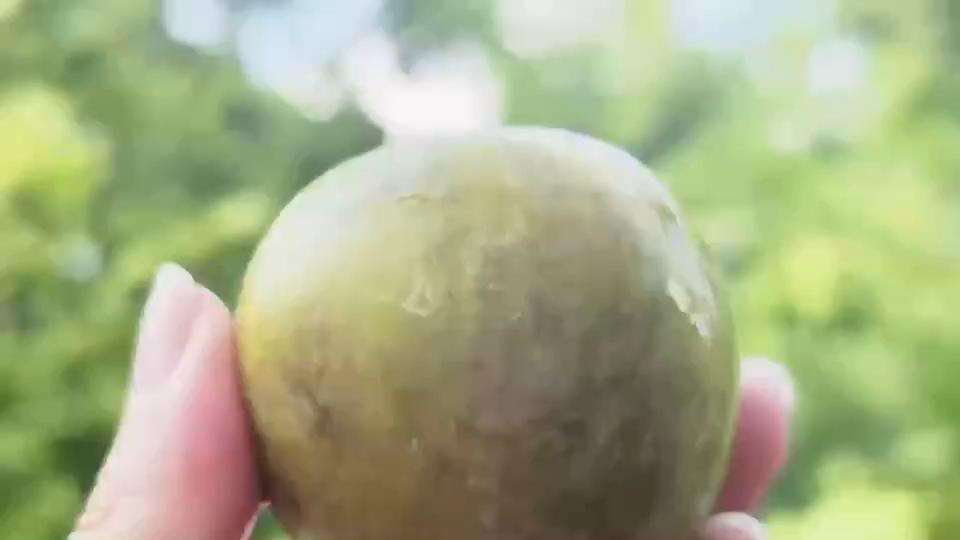 Vídeo | Reconhecê-lo à primeira vista, Wengyuan Sanhua Plum