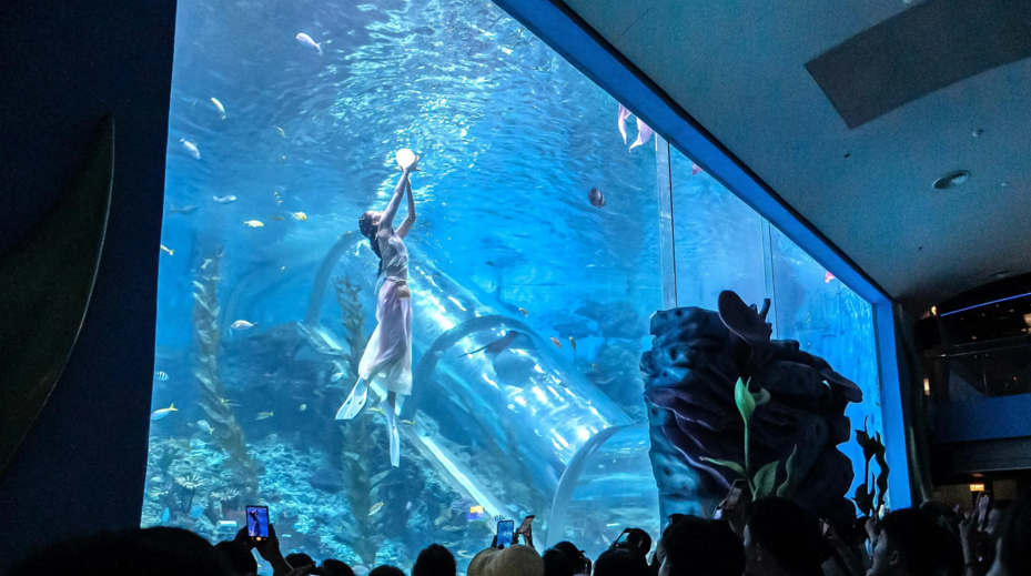 Singa laut makan kue, lumba-lumba melompat tinggi! Pesta ulang tahun pertama Guangzhou Oceanarium