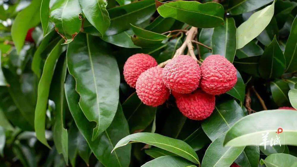 Global journey of a Lingnan lychee
