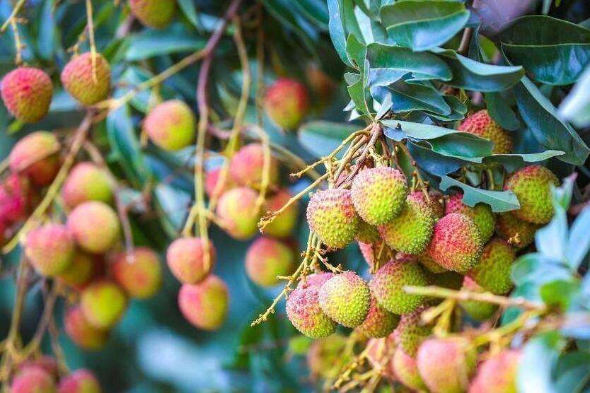 Suixi in Guangdong promotes premium lychees across internet